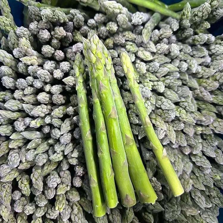 Sparanghel verde congelat selectat pentru aprovizionare constantă cu ingrediente și servicii alimentare