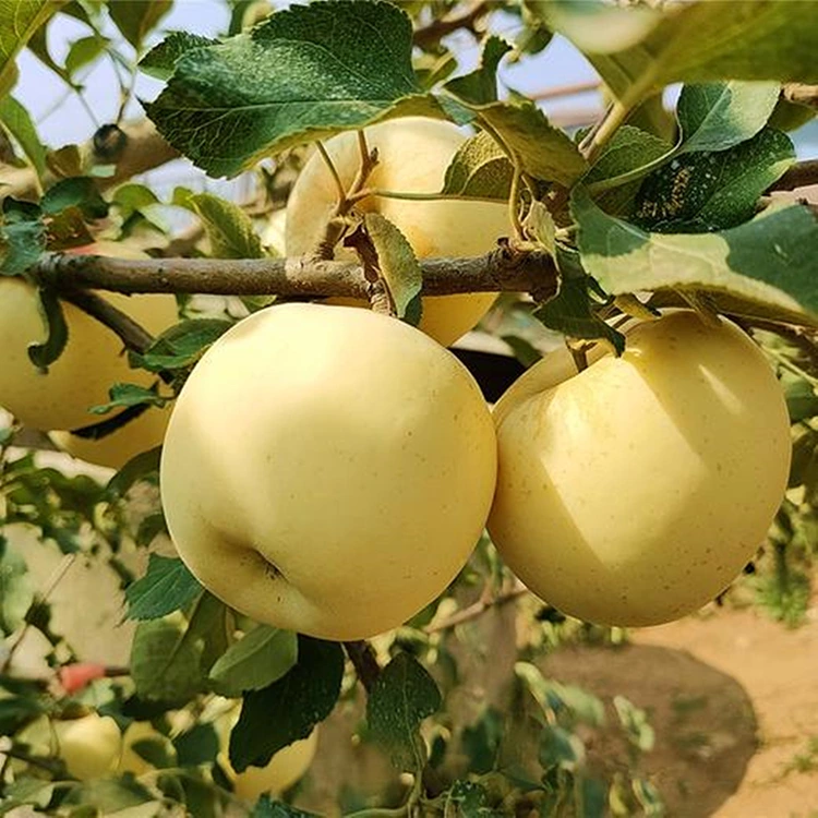 Mere proaspete Golden Delicious