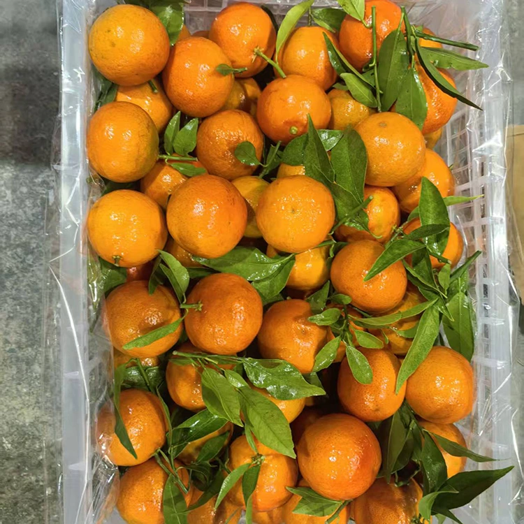 Mandarin proaspăt Mashui
