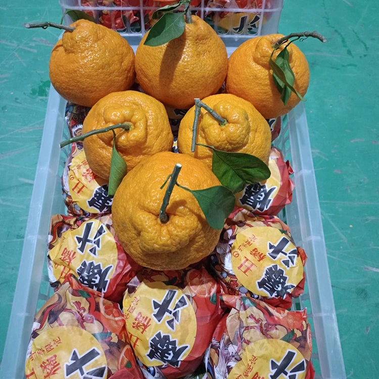 Mandarin Shiranui proaspăt