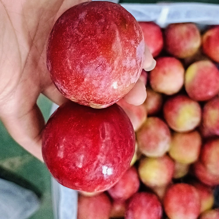 Prună Meiyi roșie, dulce, proaspătă