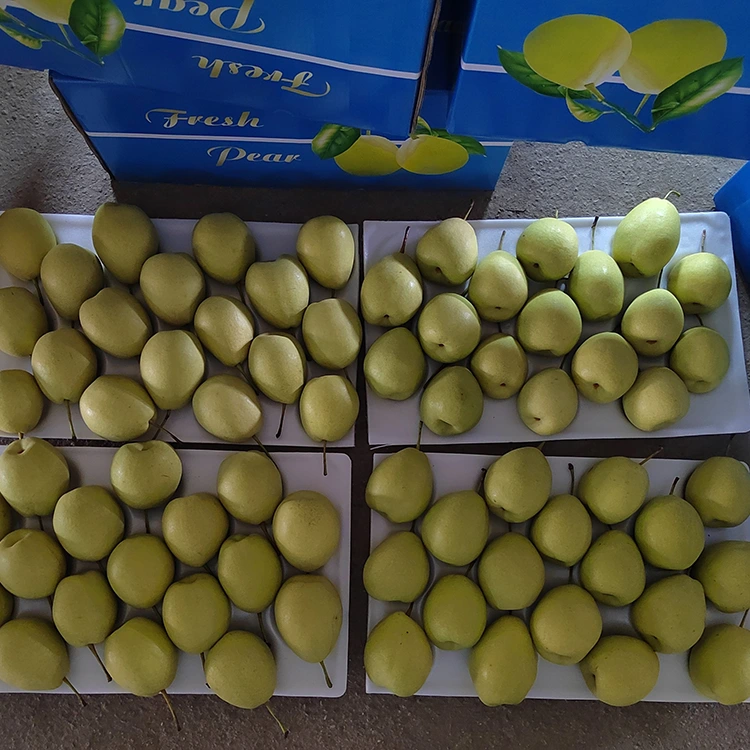 Pere Shandong în mod natural dulci